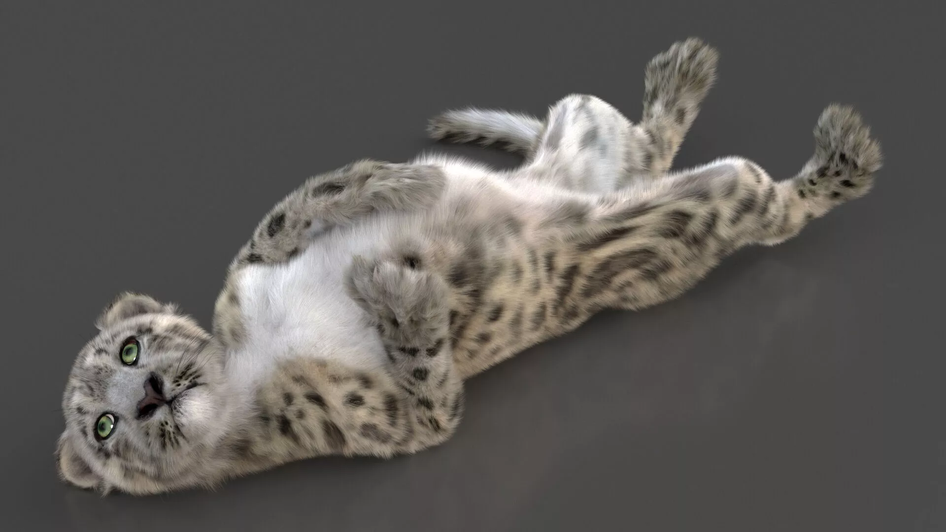 Snow Leopard Cub in Lying Playful Pose Fur for Maya 3D model