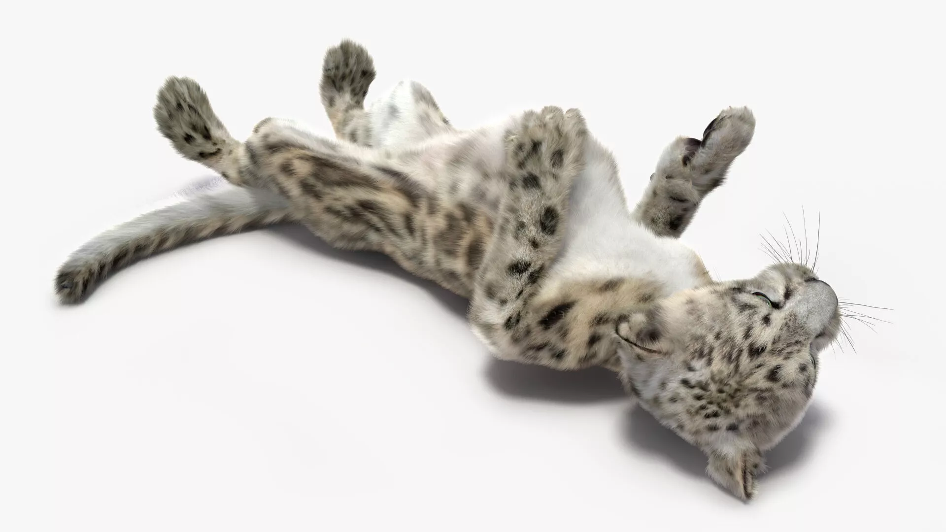 Snow Leopard Cub in Lying Playful Pose Fur for Cinema 4D 3D model
