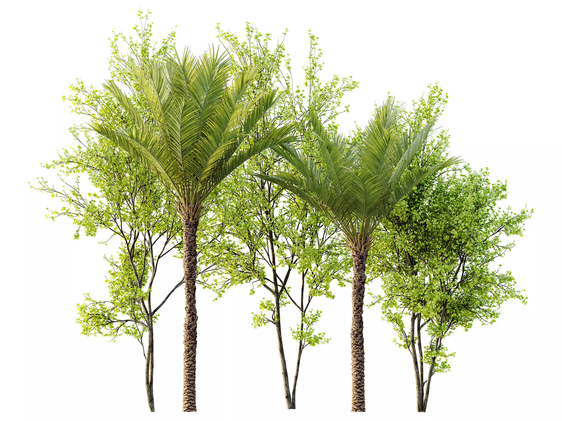 AV Phoenix Dactylifera Jurassic Palm Tree Acer Saccharinum 3D model