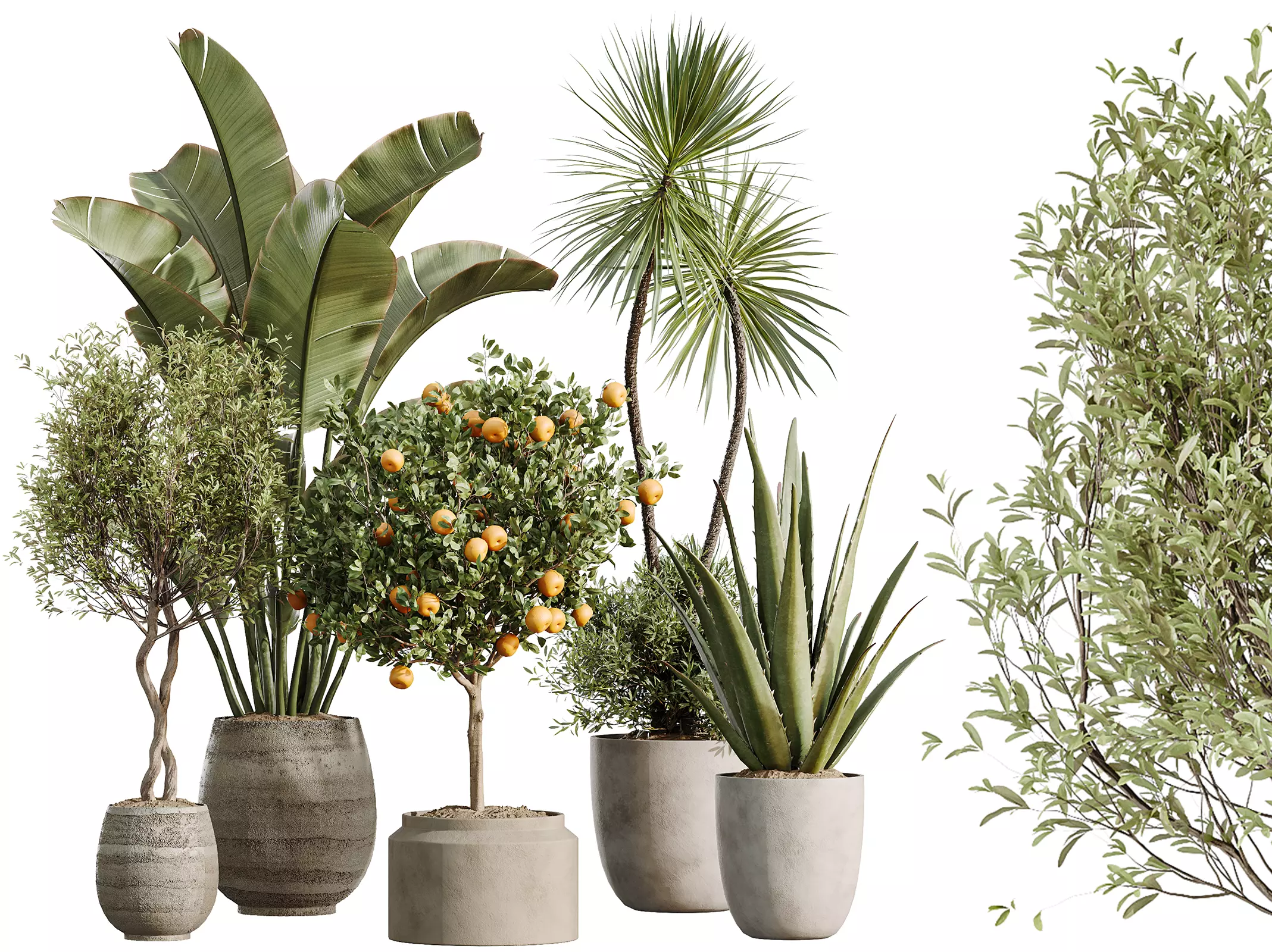 AV Indoor Plants Set 501 AloeVera Orange Tree Yucca Olive Banana 3D model