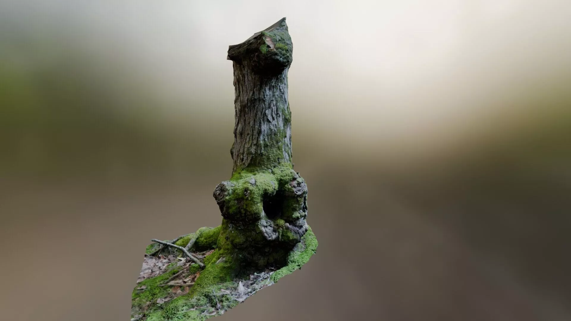 Tree Trunk - 3d Photo Scanned 3D model