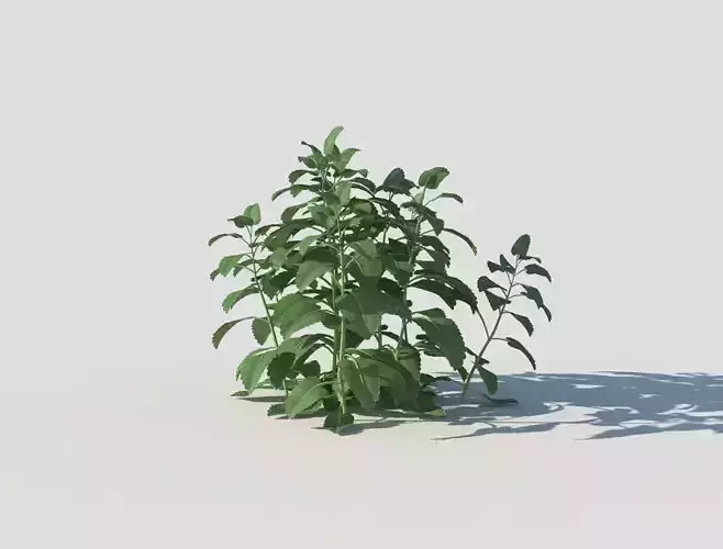 Melissa officinalis Low-poly 3D model