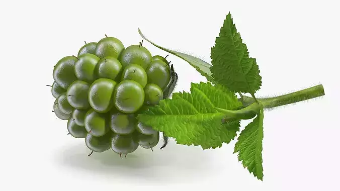 Not Ripe Raspberry with Leaves with Fur 3D model