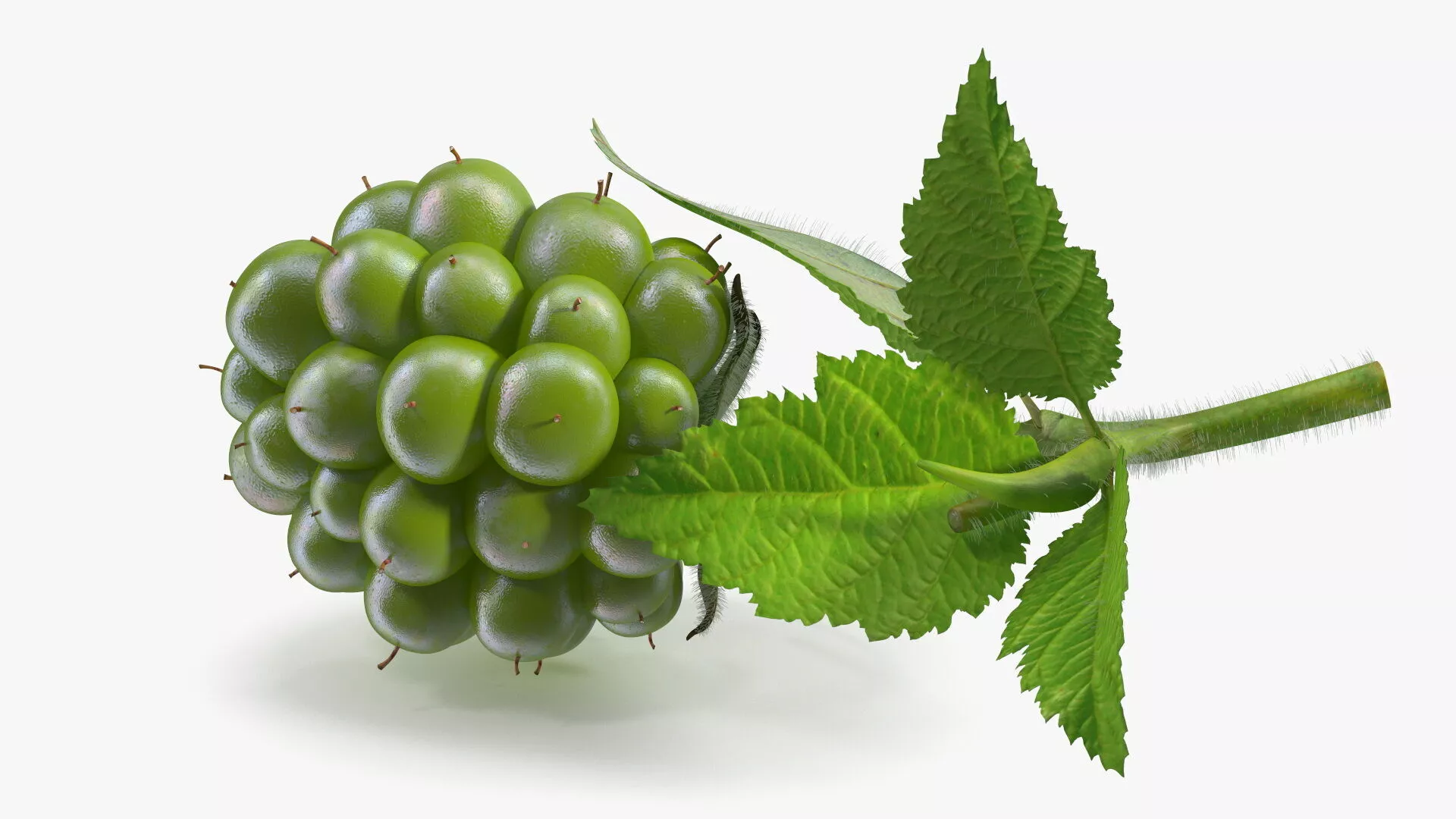 Not Ripe Raspberry with Leaves with Fur 3D model
