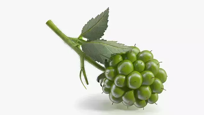 Not Ripe Raspberry with Leaves with Fur 3D model 6