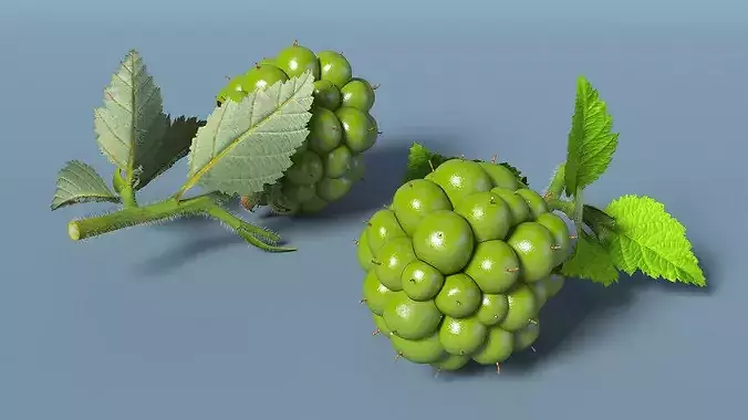 Not Ripe Raspberry with Leaves with Fur 3D model 5