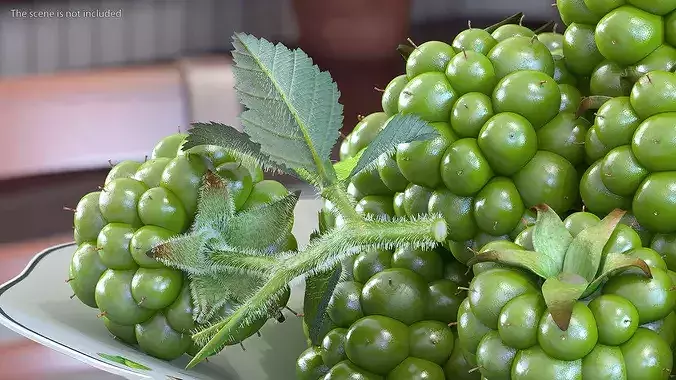 Not Ripe Raspberry with Leaves with Fur 3D model 3