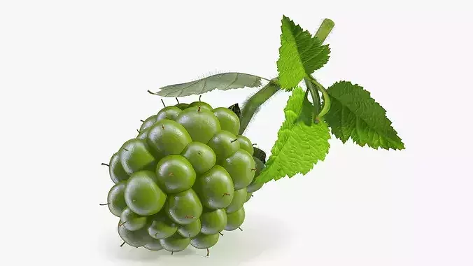 Not Ripe Raspberry with Leaves with Fur 3D model 7