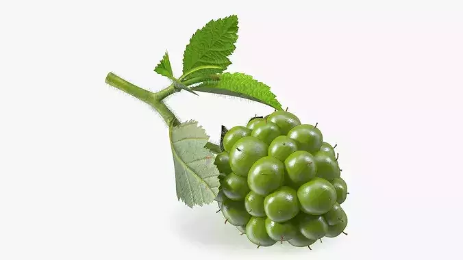 Not Ripe Raspberry with Leaves with Fur 3D model 2