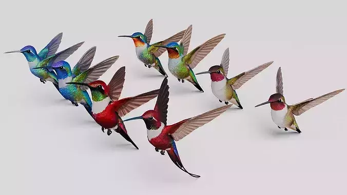Hummingbird Collection