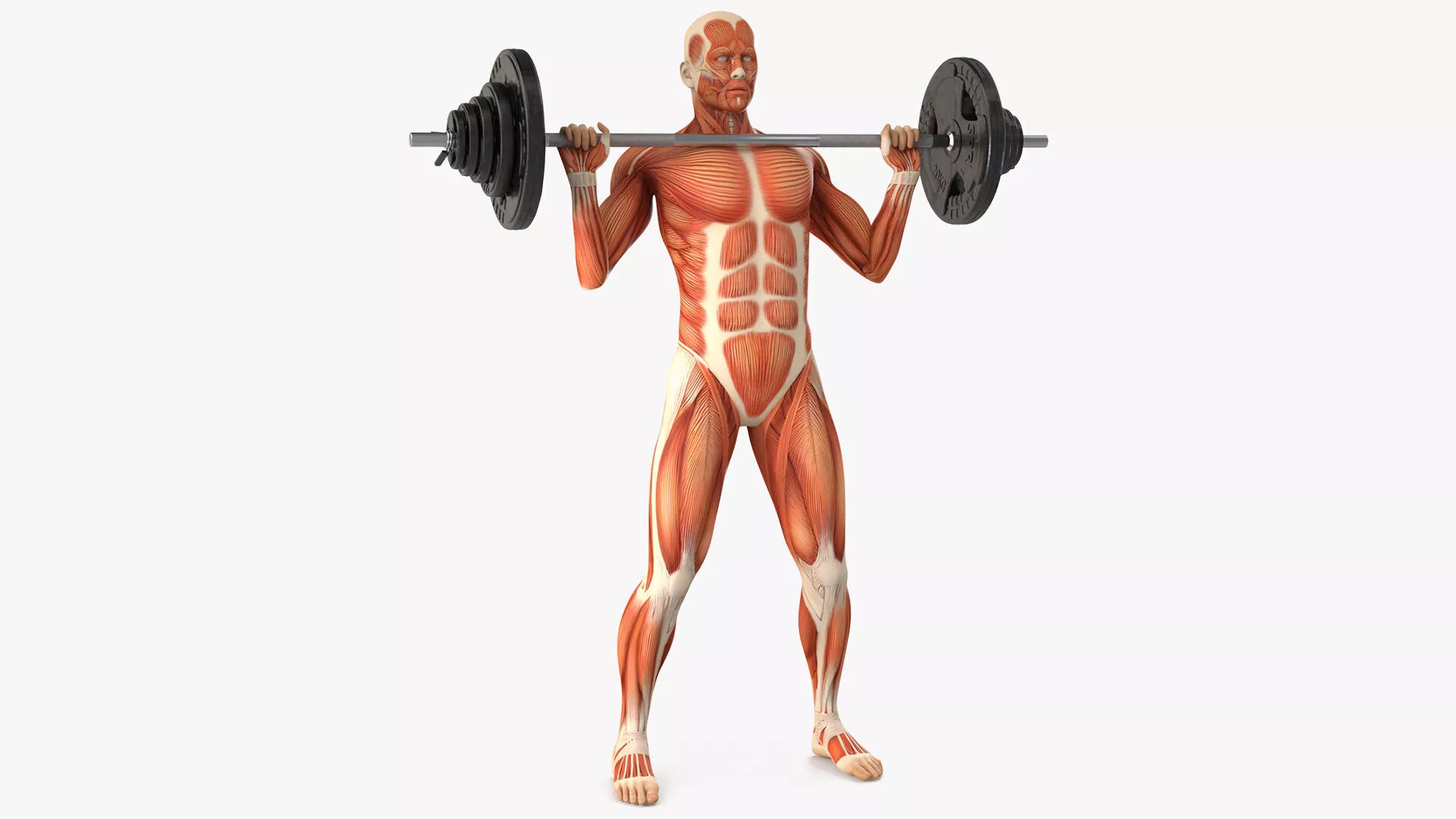 Anatomy Male Muscular System Shoulder Press Animated Rigged 3D model