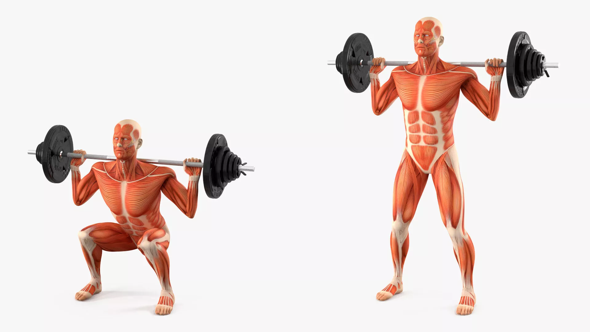 Anatomy Male Muscular System Squats Animated Rigged 3D model