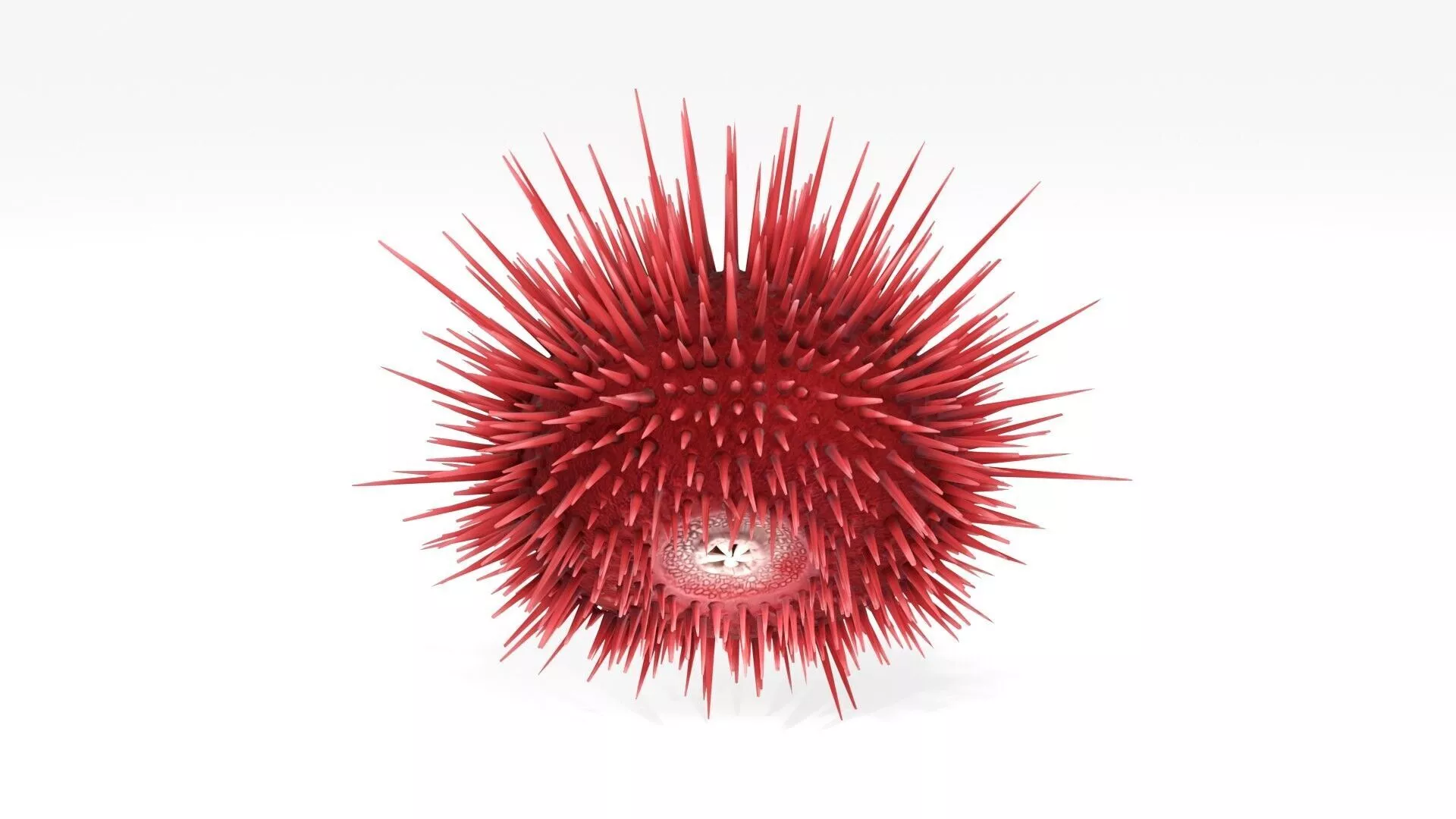 Realistic Red Sea Urchin Low-poly 3D model