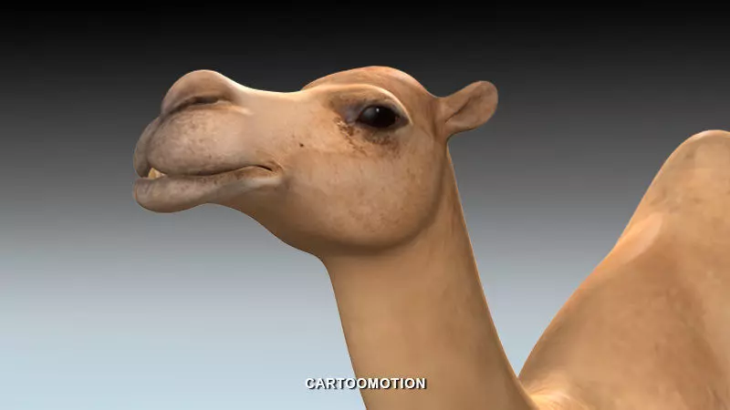 Adult Camel Free low-poly 3D model