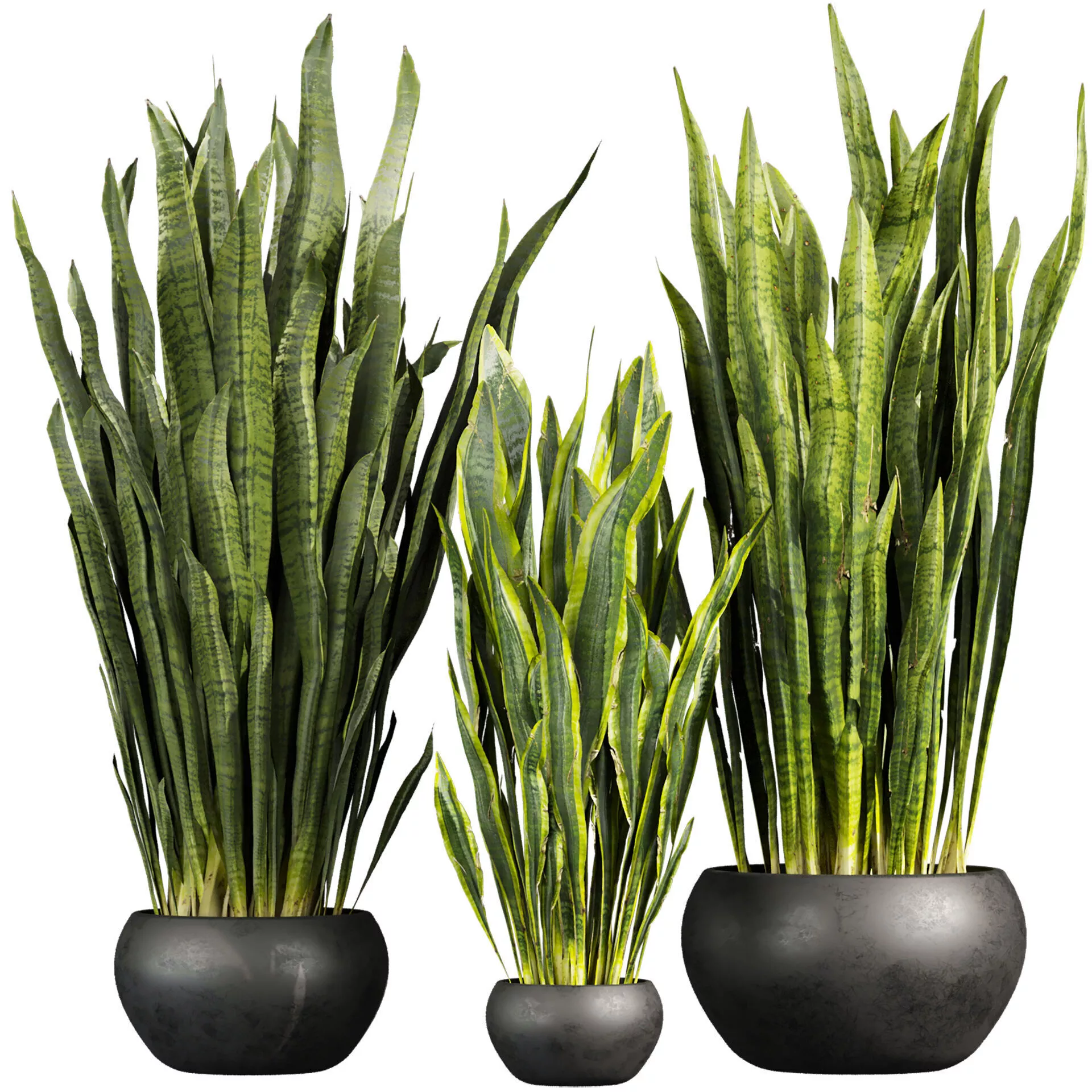 plant vol 912 - indoor - sansveria - leaf 3D model
