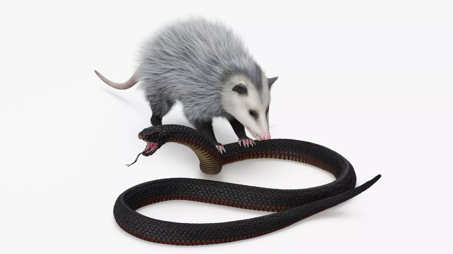 Opossum Hunts Snake Fur 3D model