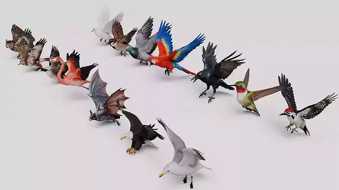 Flying Birds Collection - 14 Species Mega Pack