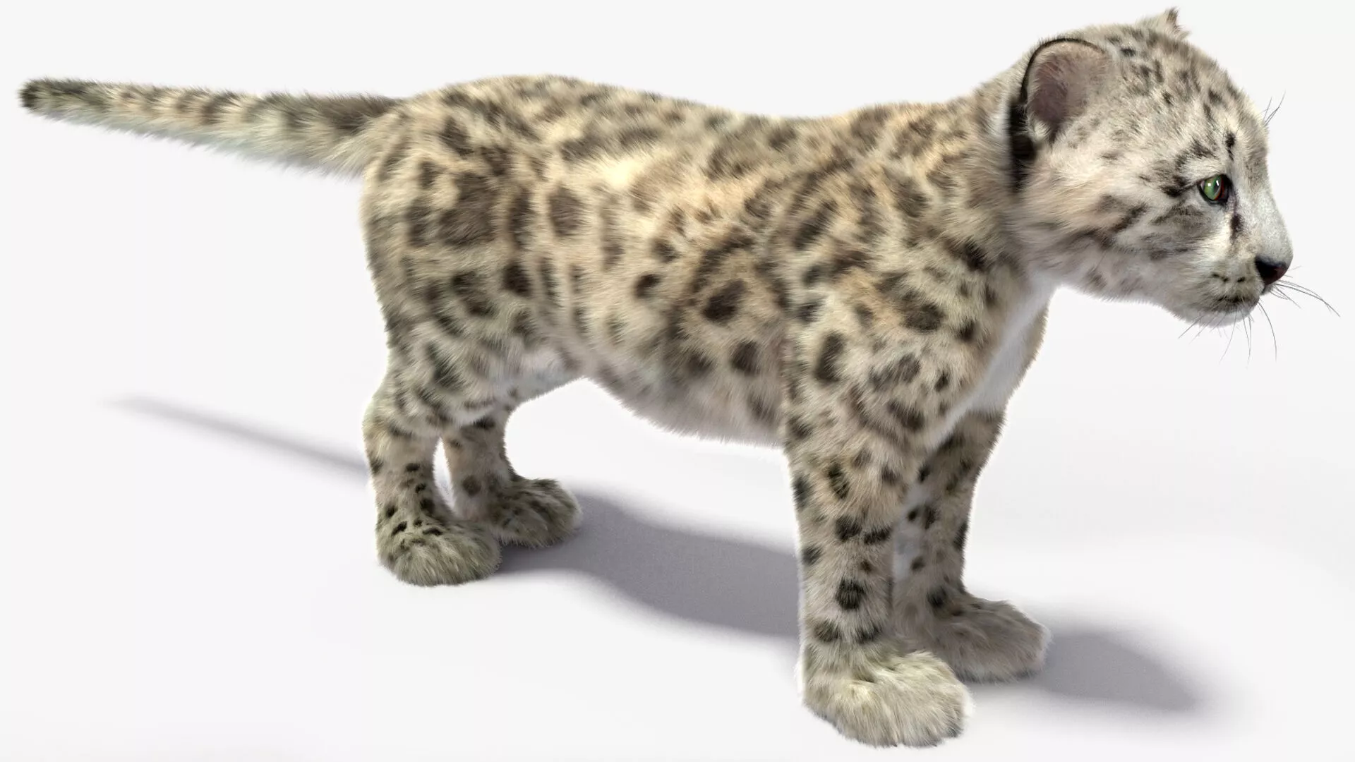 Snow Leopard Cub Fur for Cinema 4D 3D model