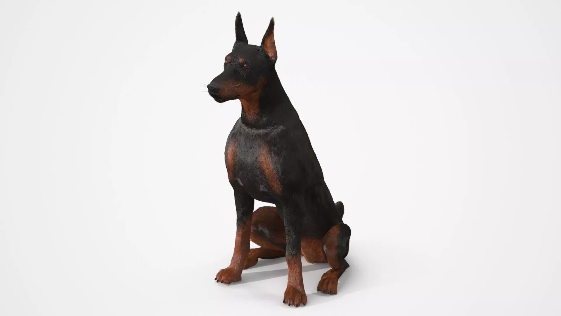 Doberman Pinscher Sits Fur for Maya 3D model