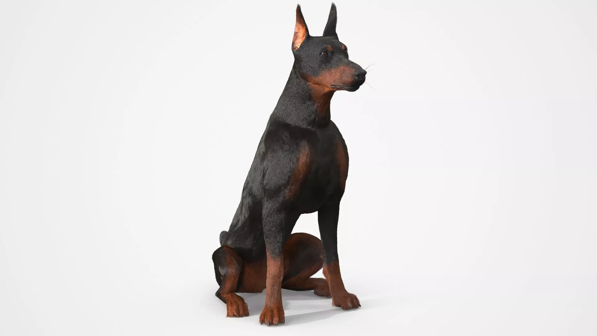Doberman Pinscher Sits Fur for Cinema 4D 3D model