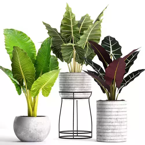 Alocasia set two plants in pot 3D model