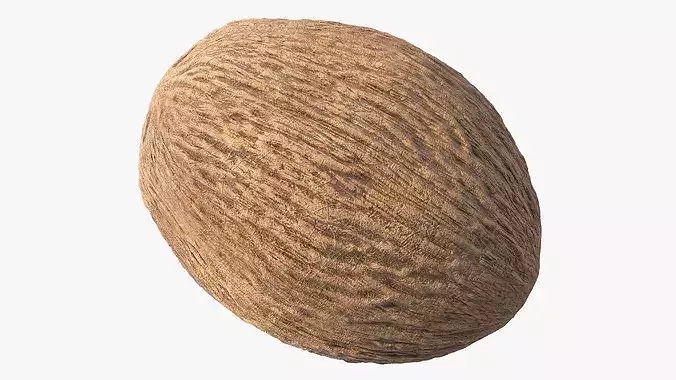 Coconut 3D model 6