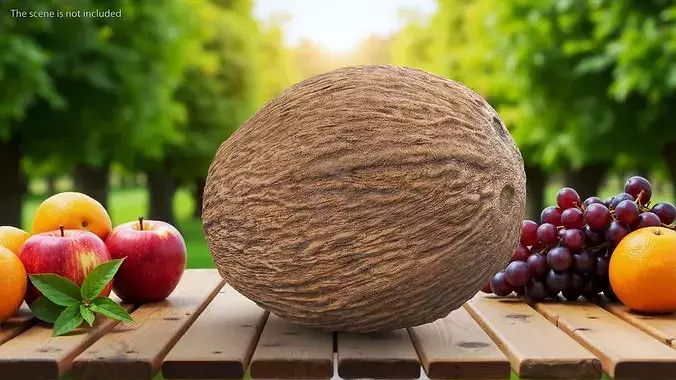 Coconut 3D model 2