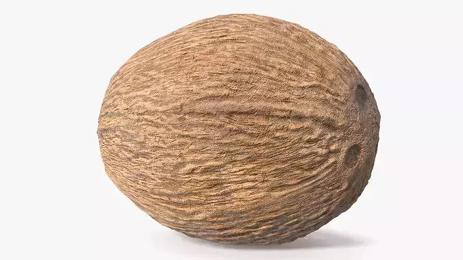 Coconut 3D model 5