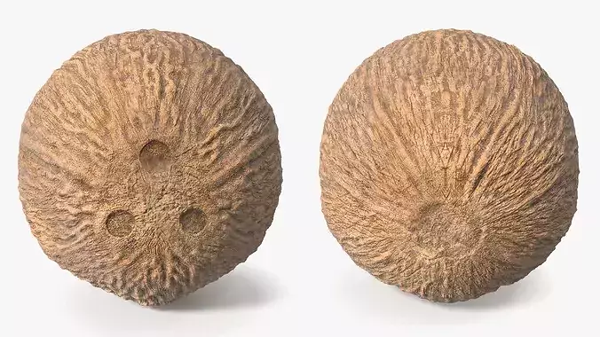 Coconut 3D model 7