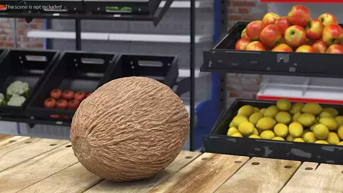 Coconut 3D model 3