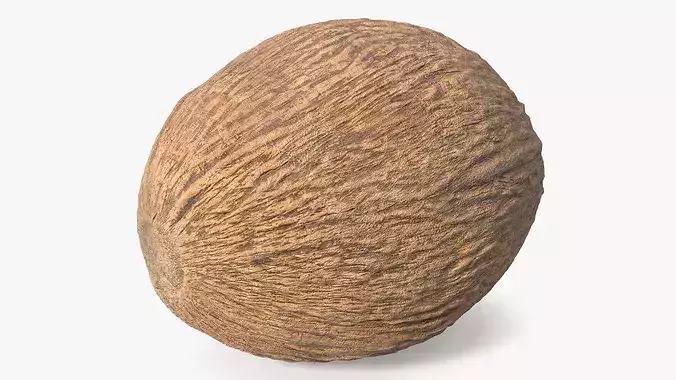 Coconut 3D model