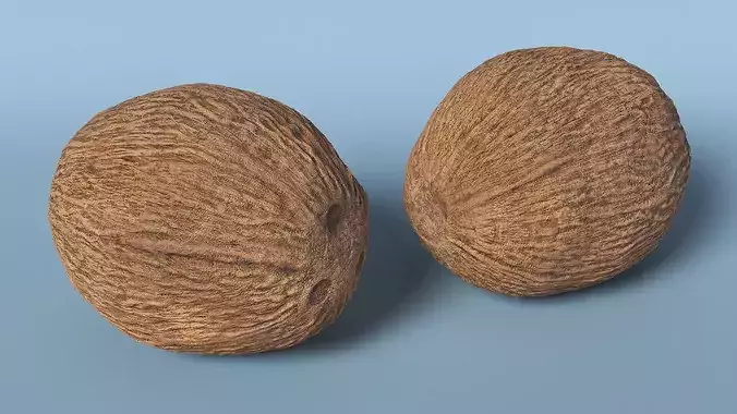 Coconut 3D model 4