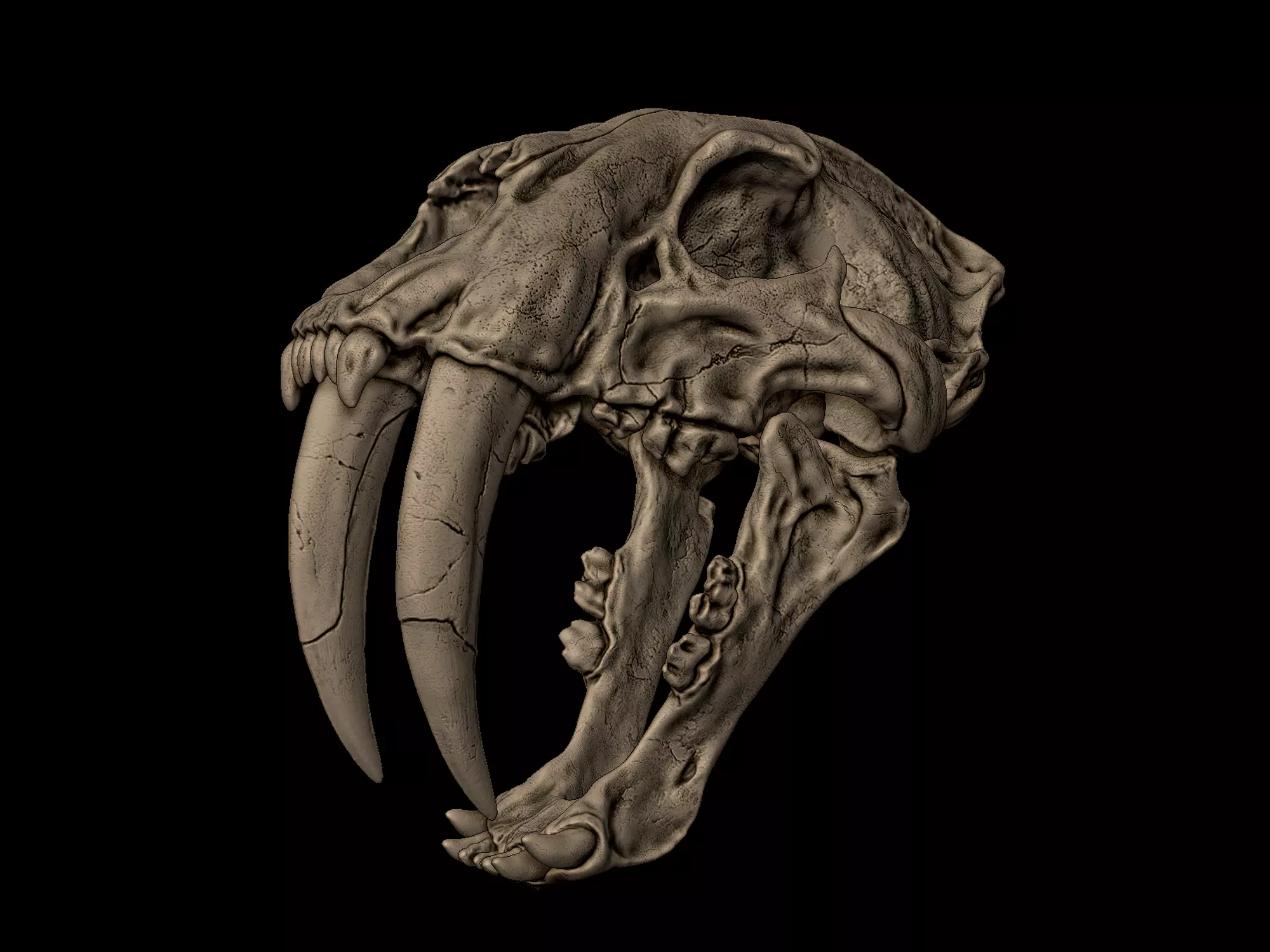 Smilodon Fatalis Skull 3D print model