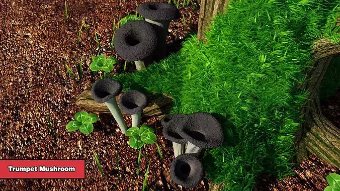 Trumpet mushroom