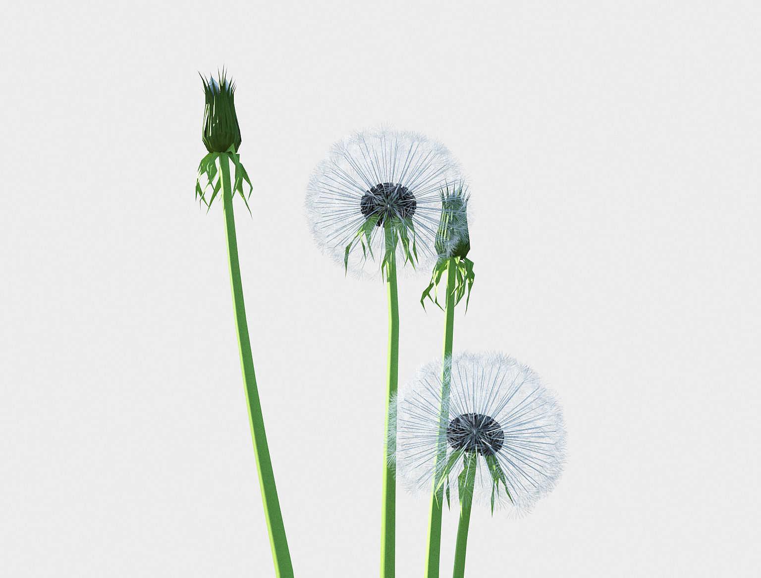 Dandelion set Low-poly 3D model_4