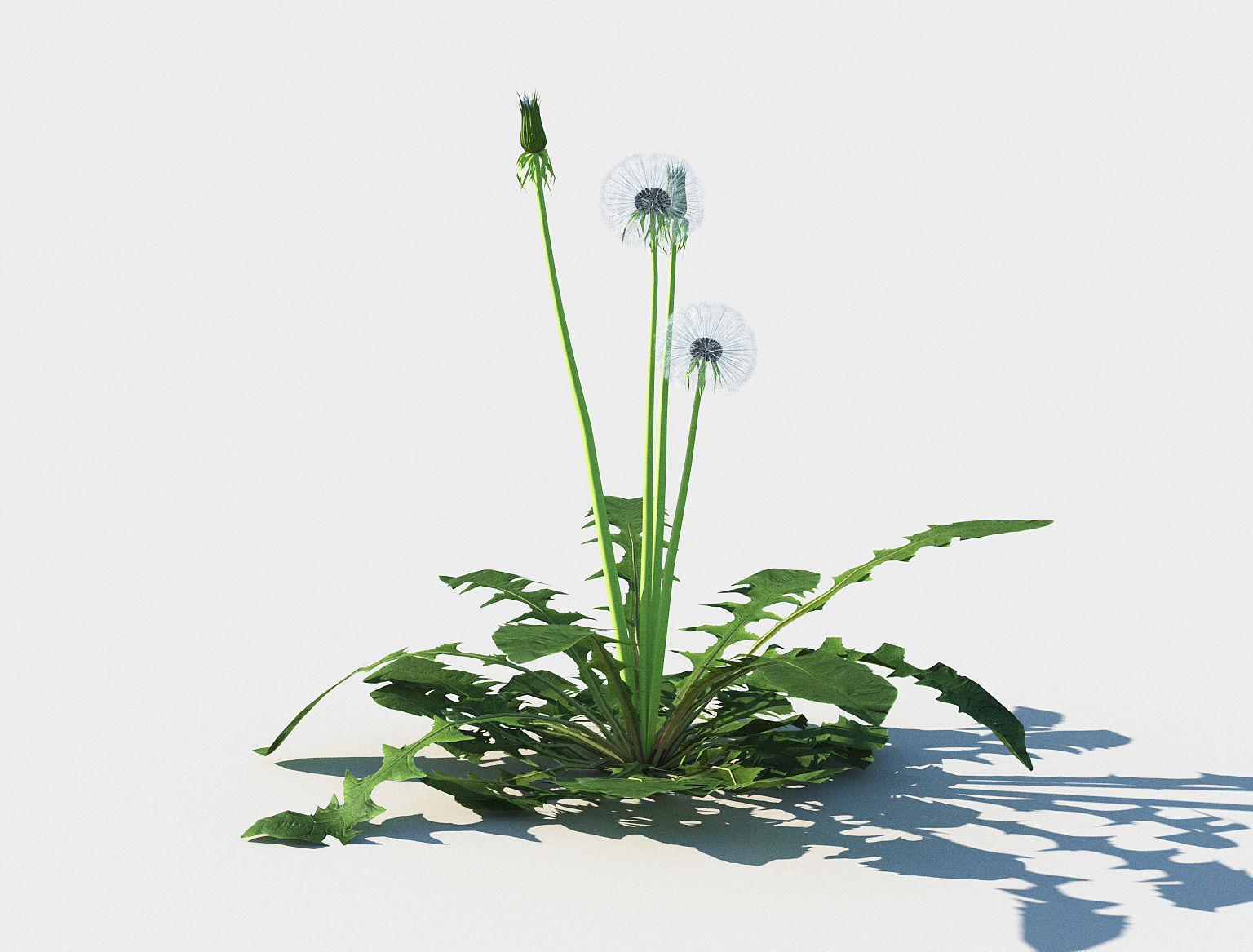 Dandelion set Low-poly 3D model_3