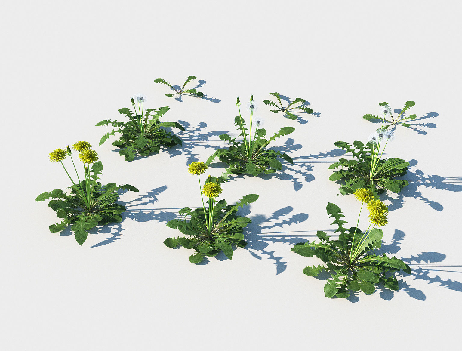 Dandelion set Low-poly 3D model_7