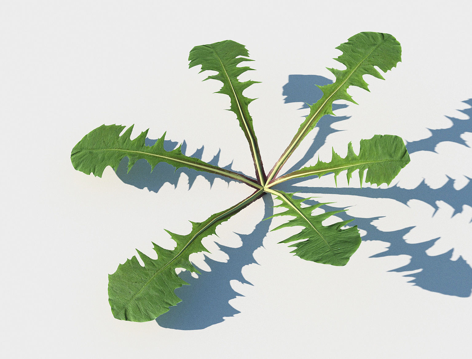 Dandelion set Low-poly 3D model_6