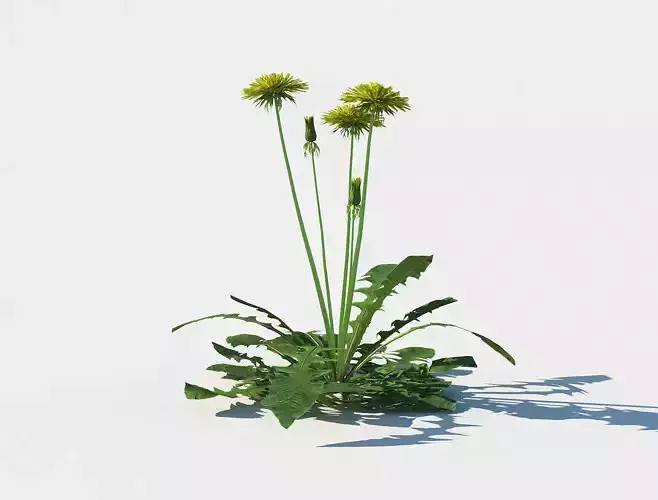 Dandelion set Low-poly 3D model