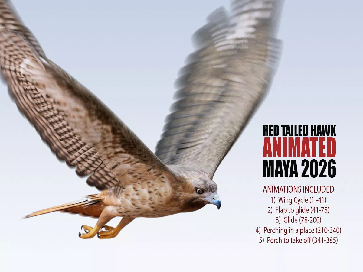 Red tailed Hawk Animated Maya 2026 3D model