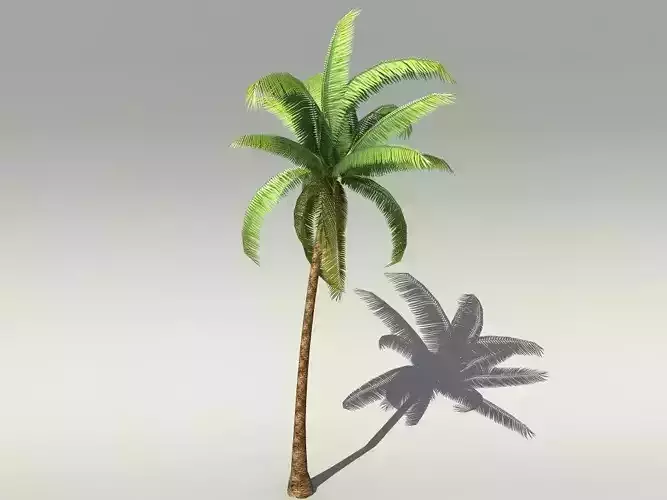 Palm tree 3D model