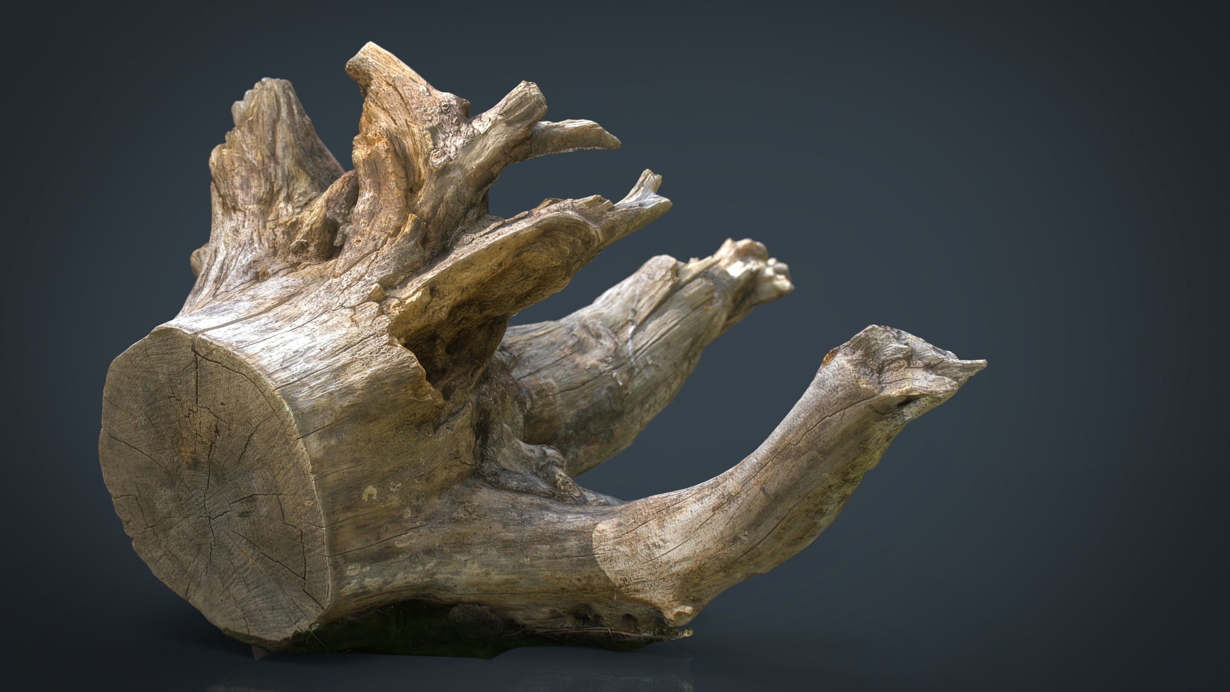 Dead trunk 2 Low-poly 3D model_9