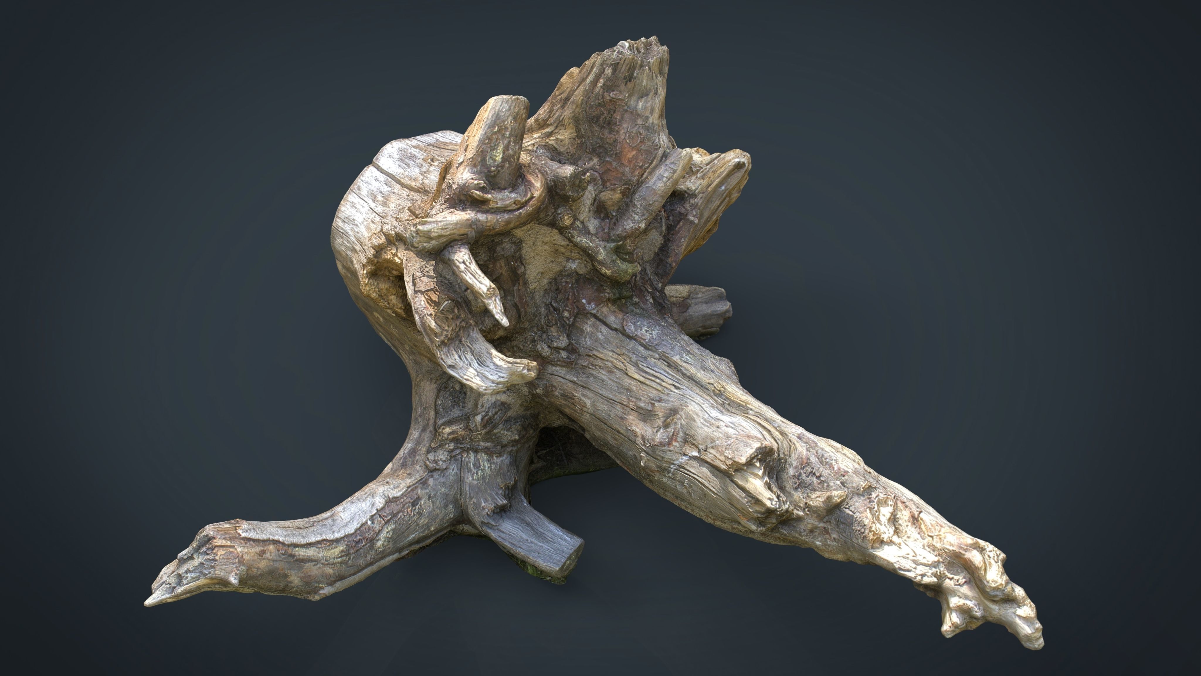 Dead trunk 2 Low-poly 3D model_6