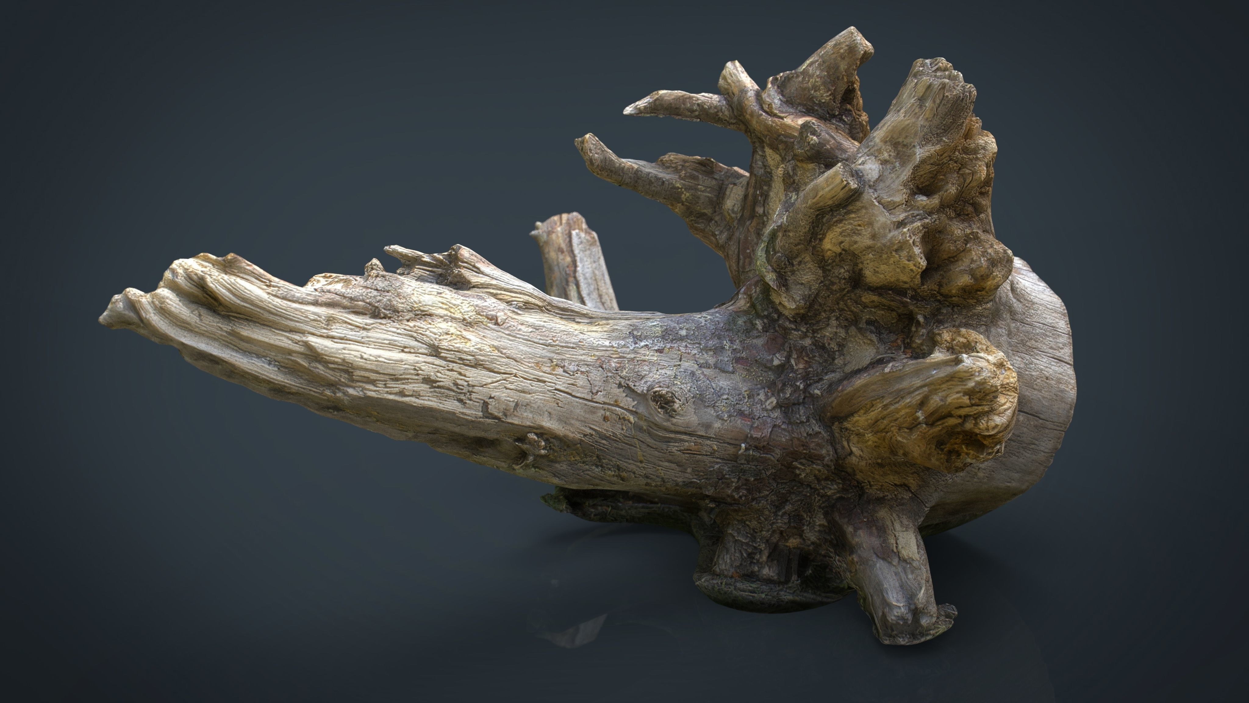 Dead trunk 2 Low-poly 3D model_2