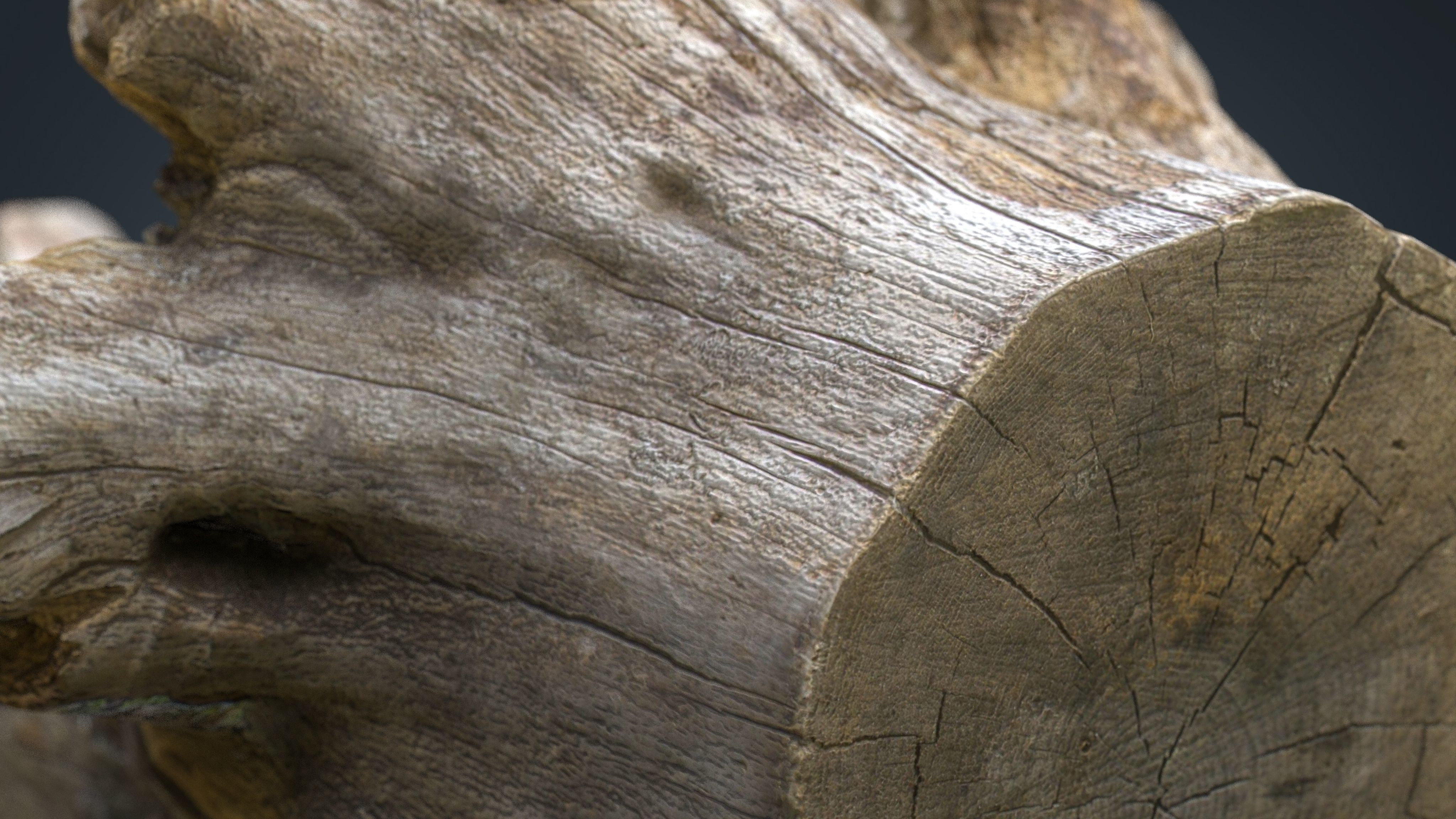 Dead trunk 2 Low-poly 3D model_16