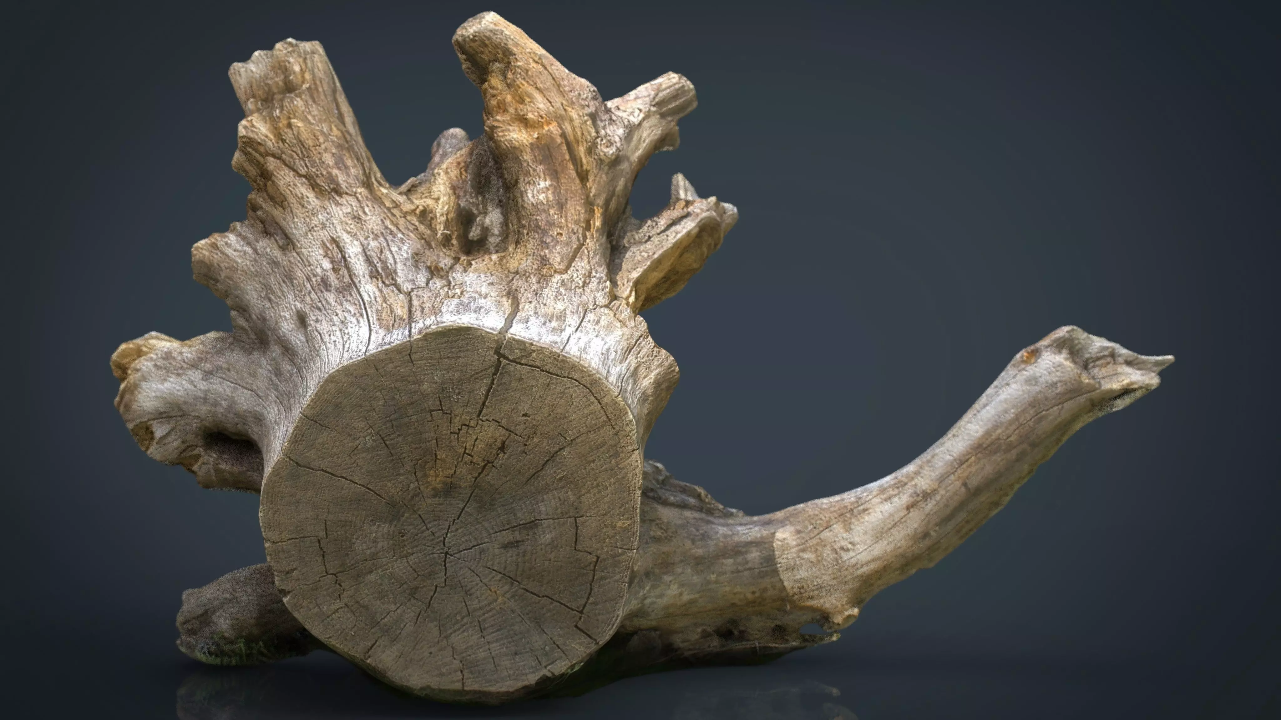 Dead trunk 2 Low-poly 3D model_0