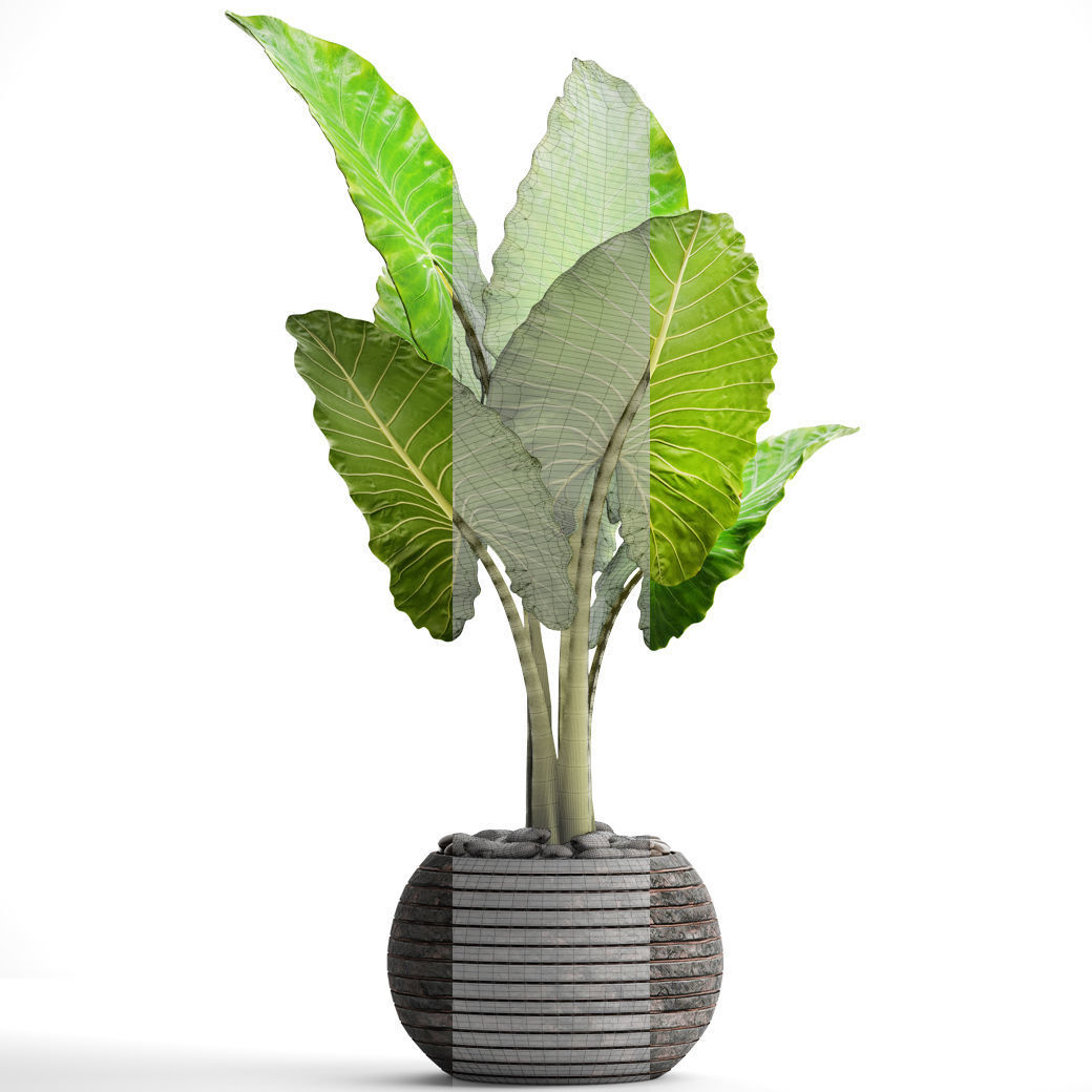 Alocasia macrorrhiza 6 3D model_4
