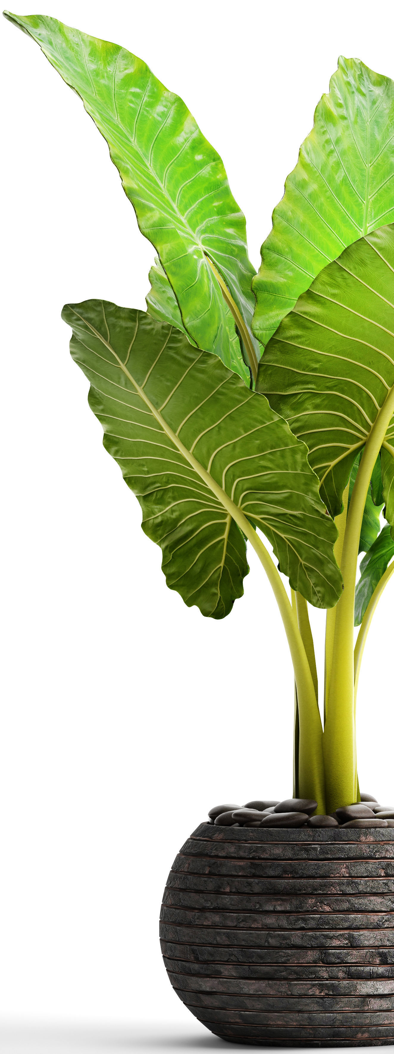 Alocasia macrorrhiza 6 3D model_1