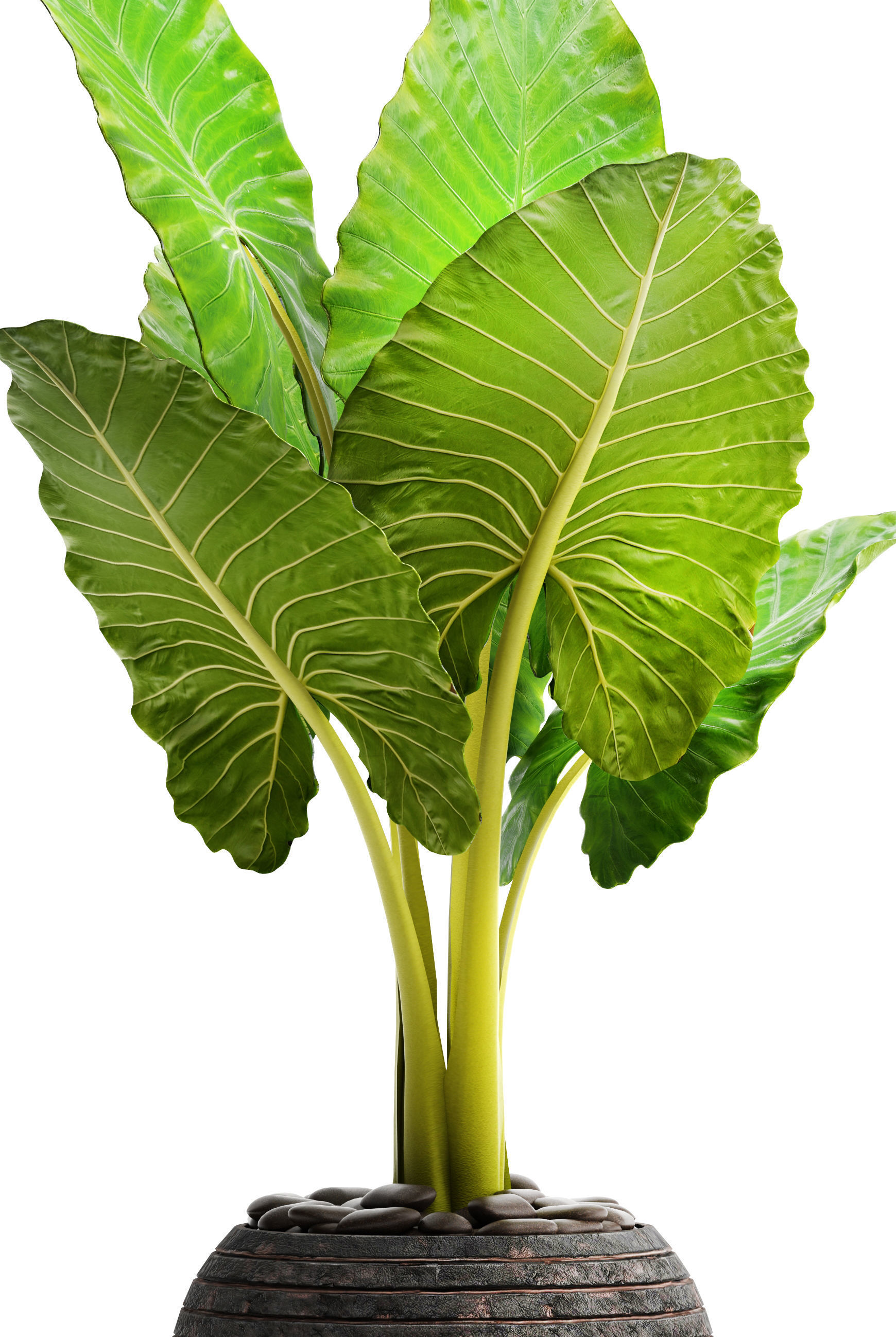 Alocasia macrorrhiza 6 3D model_3