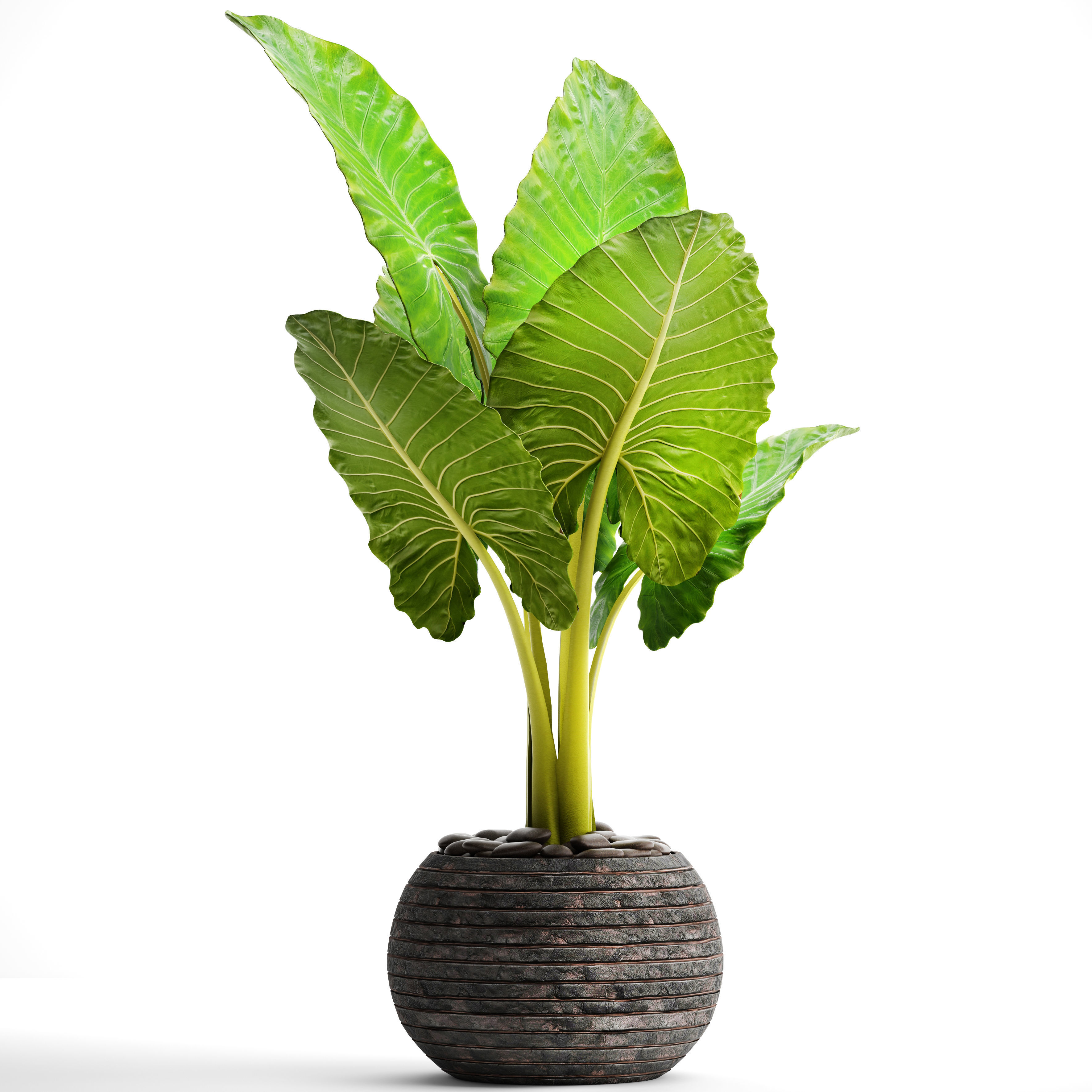 Alocasia macrorrhiza 6 3D model_10